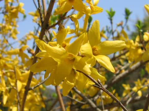 Forsythia sp.