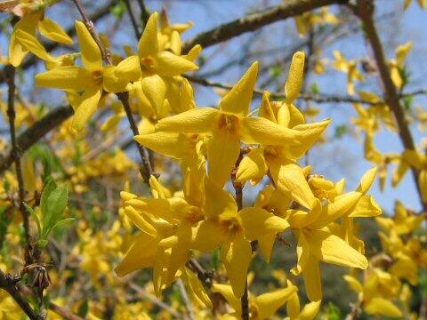 Forsythia sp.