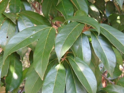 Lithocarpus glabra