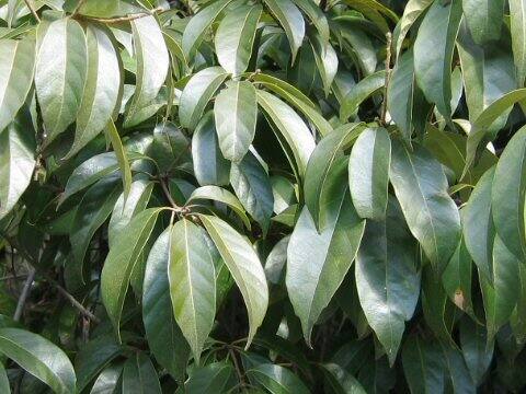 Lithocarpus glabra