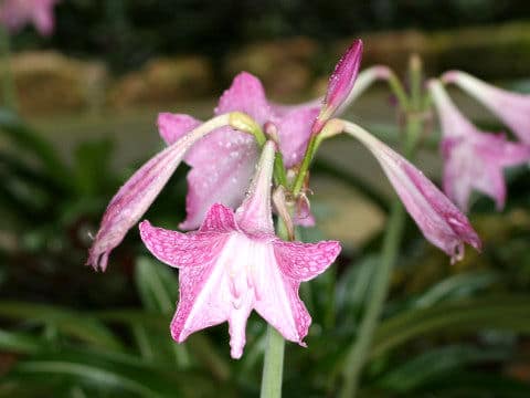 Hippeastrum reticulatum var. striatifolium