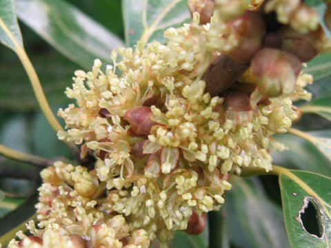 Neolitsea sericea