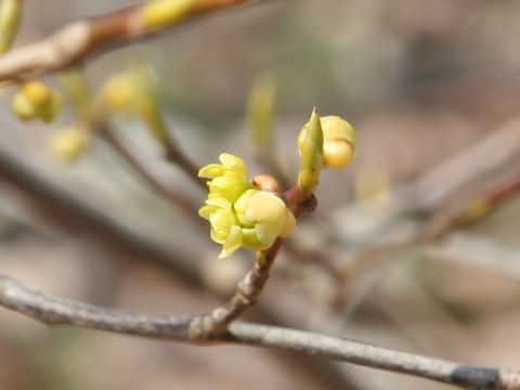 Lindera triloba