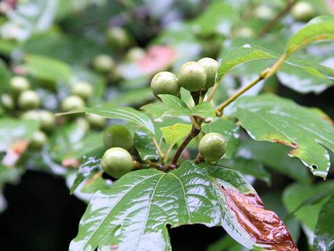 Lindera triloba
