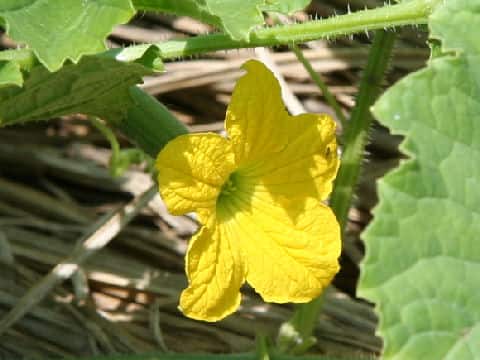 Cucumis melo var. conomon