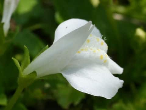 Mazus miquelii f. albiflorus