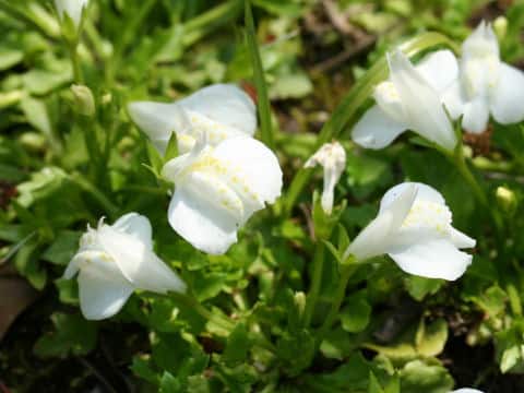 Mazus miquelii f. albiflorus