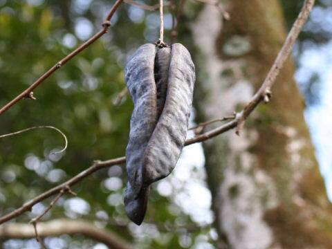 Gleditsia sinensis