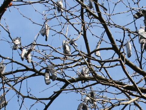 Gleditsia sinensis