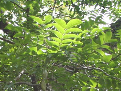 Gleditsia sinensis