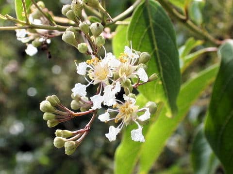 Lagerstroemia subcostata