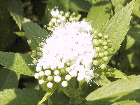 Spiraea japonica f. albiflora