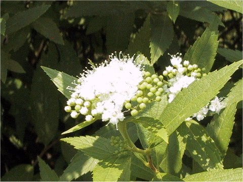 Spiraea japonica f. albiflora