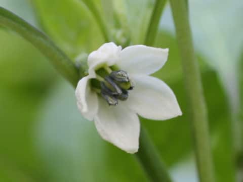 Capsicum annuum var. grossum
