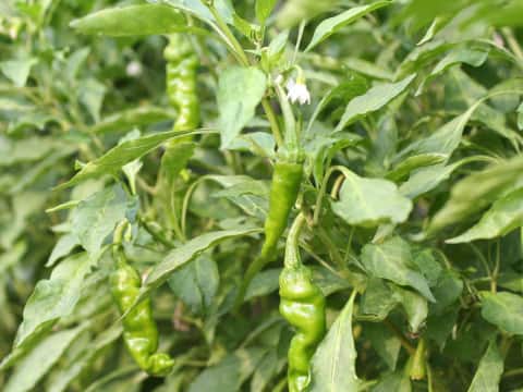Capsicum annuum var. grossum