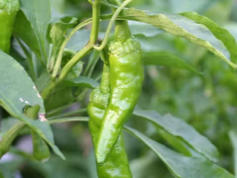 Capsicum annuum var. grossum