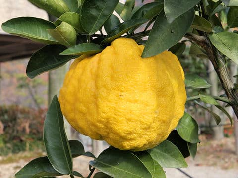 Citrus pseudogulgul