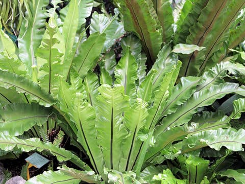 Asplenium nidus