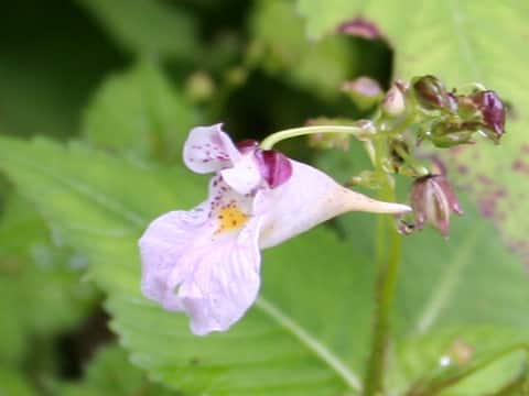 Impatiens textori f. pallescens