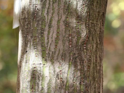Acer insulare