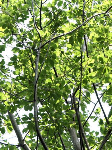 Prunus ssiori