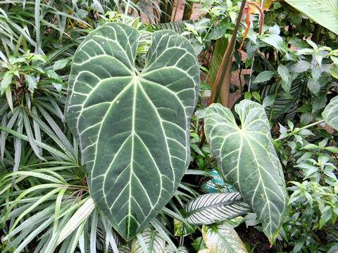 Anthurium crystallium