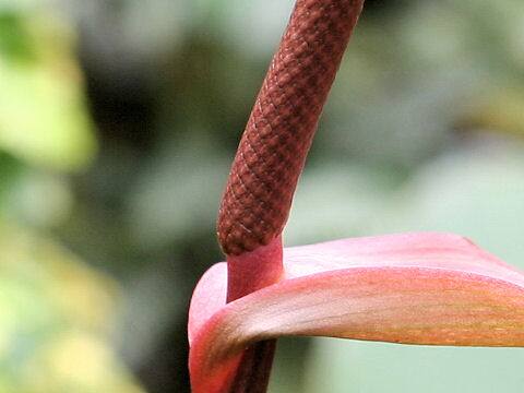 Anthurium crystallium