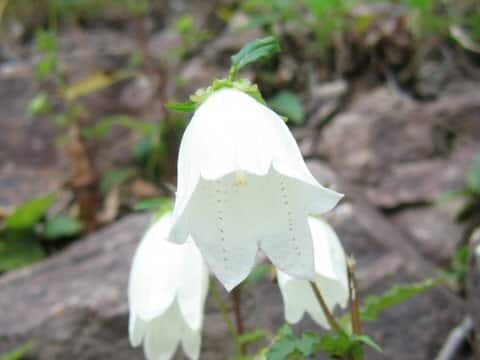 Campanula punctata var. hondoensis f. albiflora