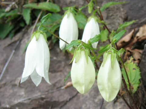 Campanula punctata var. hondoensis f. albiflora