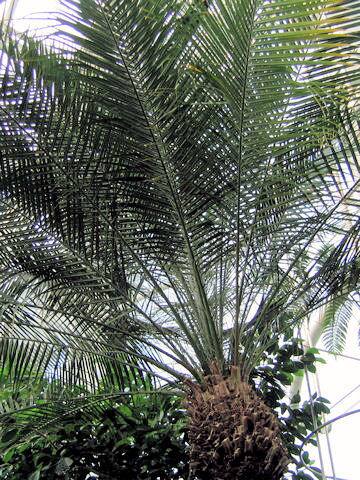 Phoenix roebelenii