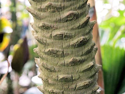 Phoenix roebelenii