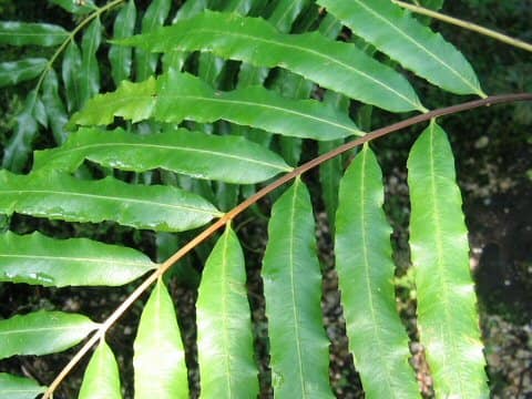 Osmunda banksiifolia
