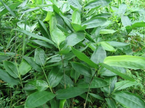 Sasa kurilensis