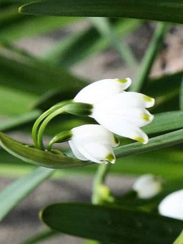 Leucojum aestivum