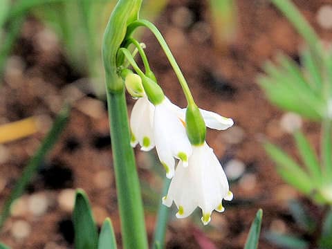 Leucojum aestivum