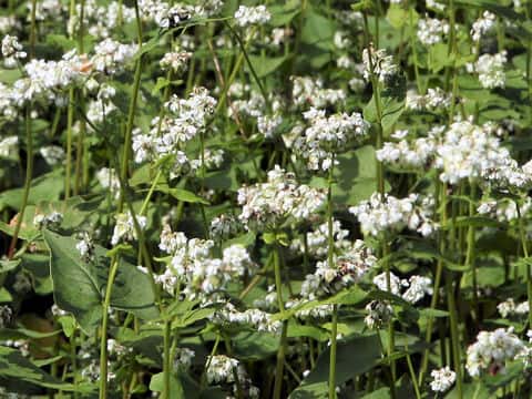 Fagopyrum esculentum