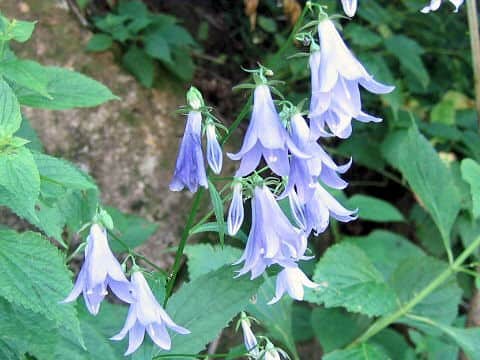 Adenophora remotiflora