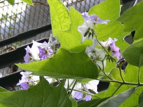 Solanum macranthum