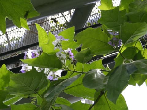 Solanum macranthum