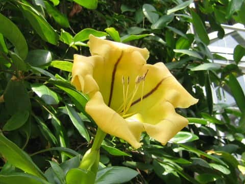 Solandra maxima