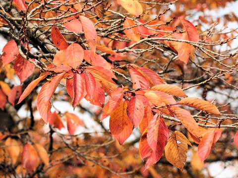 Prunus x yedoensis