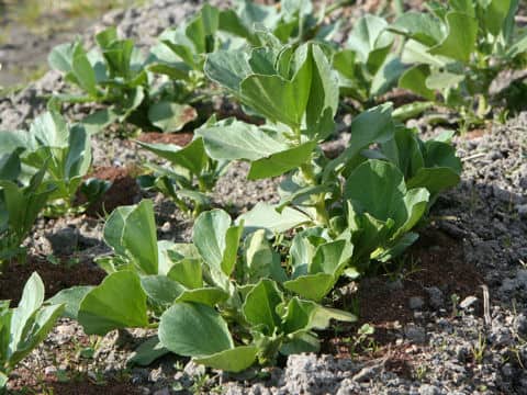 Vicia faba