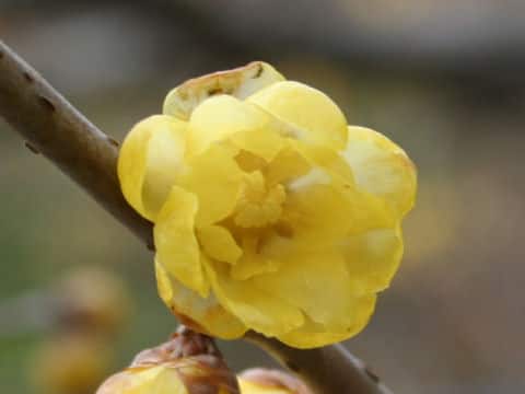 Chimonanthus praecox var. lutea