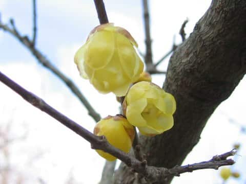 Chimonanthus praecox var. lutea