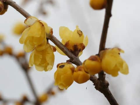 Chimonanthus praecox var. lutea