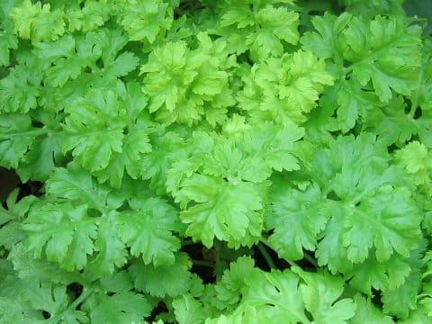 Apium graveolens var. secalinum
