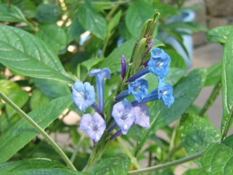 Stachytarpheta martiana