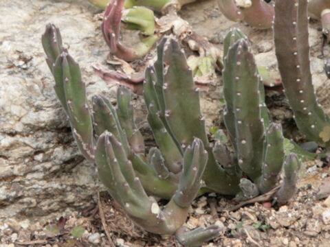 Stapelia sp.