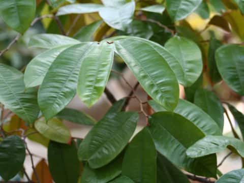 Chrysophyllum cainito