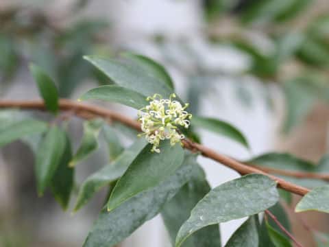 Stenocarpus salignus